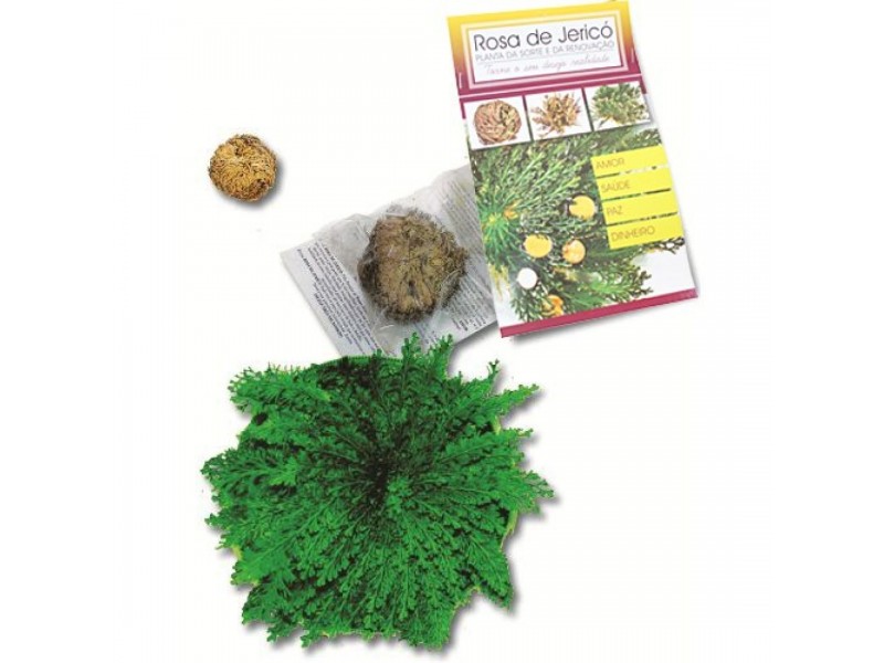 Rosa de Jericó – Planta da Sorte e da Renovação Espiritual